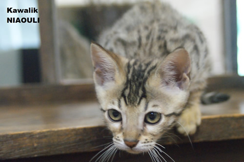 chaton bengal spotted